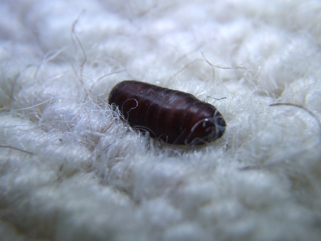 Housefly pupa – Jonathan Gazeley